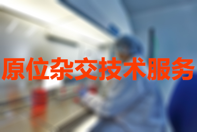 原位杂交技术的分类有哪些？