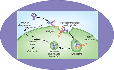 不朽情缘mg官网ADC临床前服务之ADC作用机制