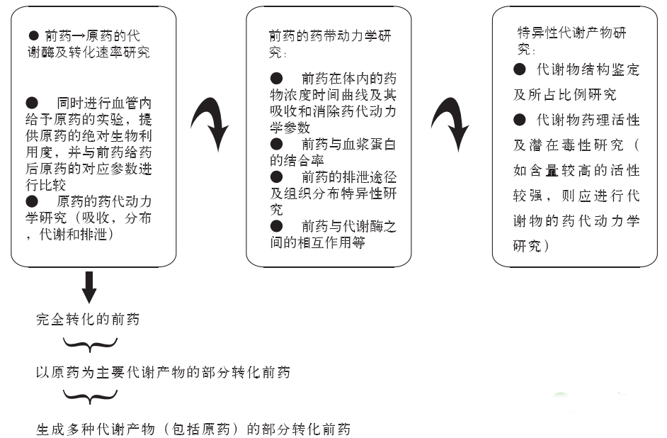 前药的“药代动力学”