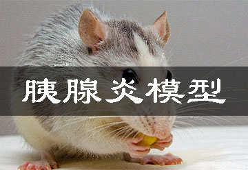 胰腺炎动物模型
