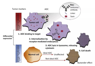 浅析：ADC药物的抗癌之路