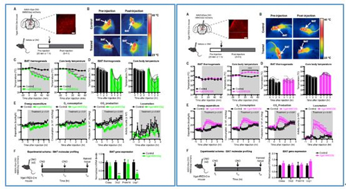 对神经元的激活会减少棕色脂肪产能，减少身体活动，从而抑制能量的消耗；相反，抑制神经元会提高能量的消耗。