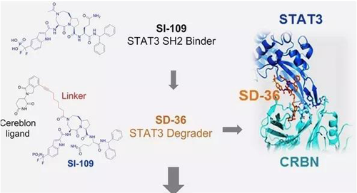 结构优化得到的SH2结合分子SI-109与CRBN结合，得到SD-36