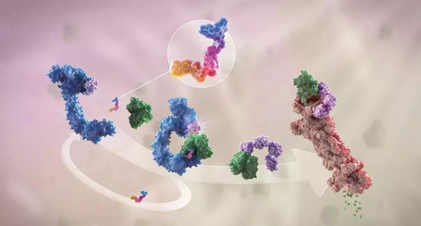 蛋白降解剂（多色）结合了1个靶蛋白（绿色）和1个E3泛素连接酶（蓝色），驱动基于蛋白酶体（橙色）的靶蛋白泛素化（紫色）和降解。