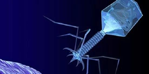 噬菌体疗法、溶瘤病毒，以及构建细胞表达载体的病毒转染因子等都体现出病毒对人类善良温和的一面