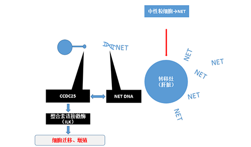 除了单纯的捕获，NET DNA与CCDC-25的结合还增强了癌细胞的侵袭行为，促进了癌症的肝转移。