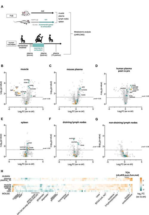 急性运动会改变血浆和淋巴器官的代谢状况 （来源：e Life）