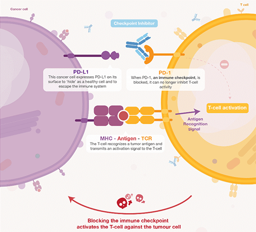 饿了吗？饿一饿原来可以辅助PD-1抑制剂肿瘤免疫治疗 