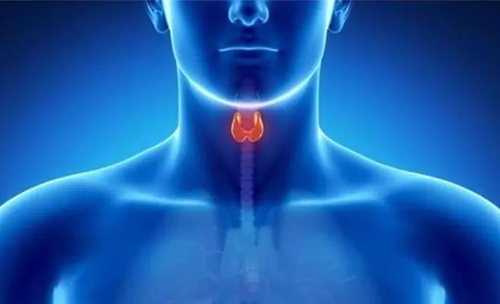 Science速递 | 揭开甲状腺的神秘面纱，开启代谢药物新征程