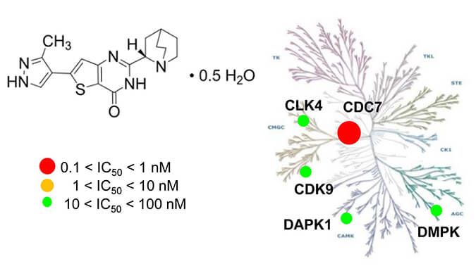 TAK-931是一种高特异性CDC7抑制剂，具有抗肿瘤功效，本研究中体内药效实验通过不朽情缘mg官网进行