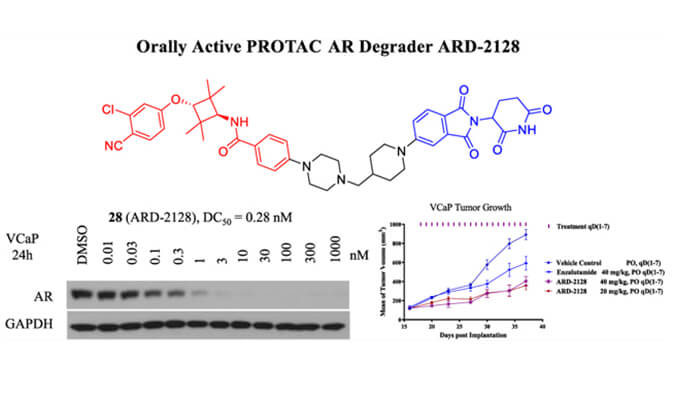 ARD-2128是一种PROTAC AR降解剂，具有出色的血浆和微粒体稳定性，本研究中体外稳定性和PK研究通过不朽情缘mg官网进行