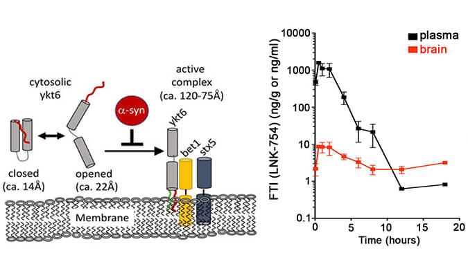 法尼基转移酶抑制剂LNK-754单次口服后即可快速穿过血脑屏障，本研究中PK分析通过不朽情缘mg官网进行