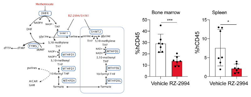 研究人员使用RZ-2994来表征抑制SHMT1/2在T细胞急性淋巴细胞白血病 (T-ALL) 中的作用，RZ-2994通过不朽情缘mg官网定制合成
