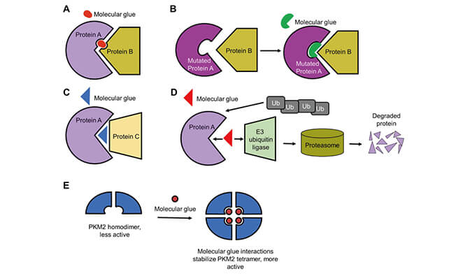 靶向蛋白降解系列（三）：分子胶，挑战不可成药
