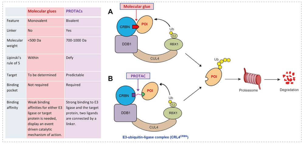 3-通过泛素-(Ub)-蛋白酶体系统降解目标蛋白-(POI)-示意图：分子胶(A)；PROTAC-(B).jpg