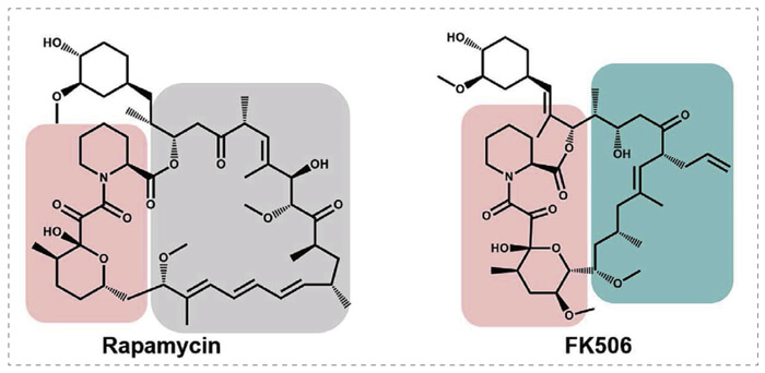 5-雷帕霉素、FK506-诱导的-FKBP-蛋白质相互作用.jpg