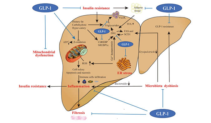 谁将成为 2024年全球生物医药首个黑马？NASH领域突破性药物即将问世？
