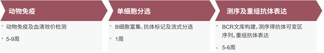 不朽情缘mg官网单B细胞抗体发现平台