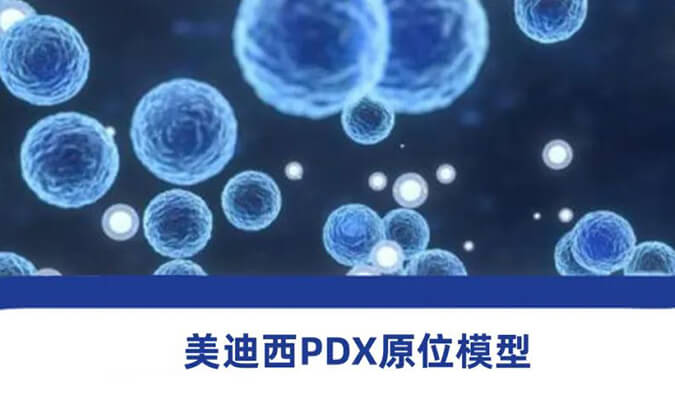 不朽情缘mg官网PDX模型.jpg