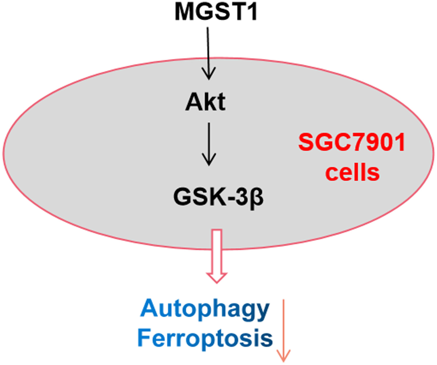 MGST1过表达通过激活Akt/GSK-3β信号通路诱导胃癌细胞增殖，本研究中MGST1过表达等体外实验通过不朽情缘mg官网进行