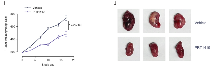MCL1抑制剂在多种实体瘤和血液肿瘤模型中显示抗肿瘤效果，本研究中药效实验通过不朽情缘mg官网进行