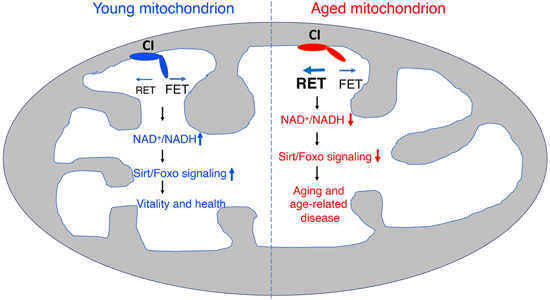 特异性RET抑制剂CPT可改善阿尔茨海默。狙芯恐蠧PT由不朽情缘mg官网化学部门合成