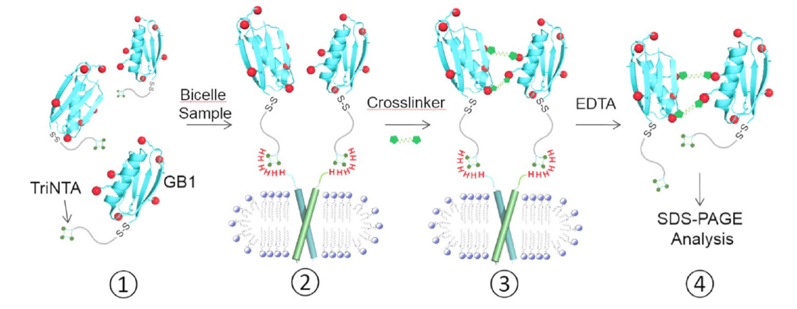 跨膜结构域寡聚体的结构测定新方法，其中TriNTA通过不朽情缘mg官网合成