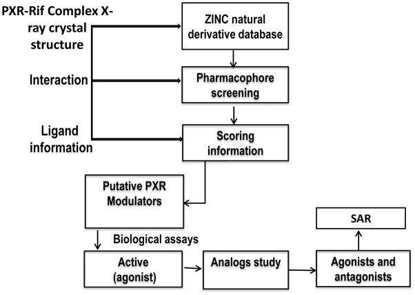 靶向PXR：天然产物衍生物调控药物代谢新策略！本研究中蛋白表达与纯化通过不朽情缘mg官网进行